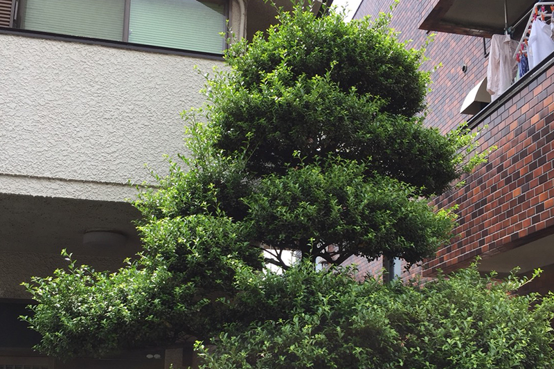 ツゲの玉散らし剪定（東京都大田区） 施工前