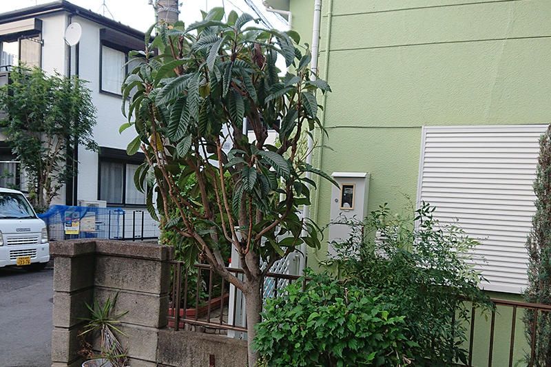 施工後の生垣（大田区の植木屋いぶき苑）