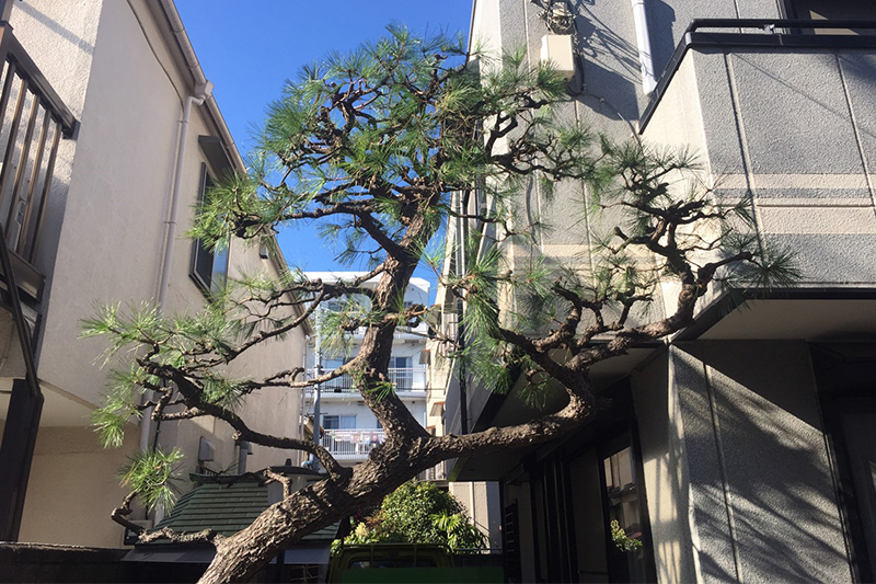 施工後の外構（大田区の植木屋いぶき苑）