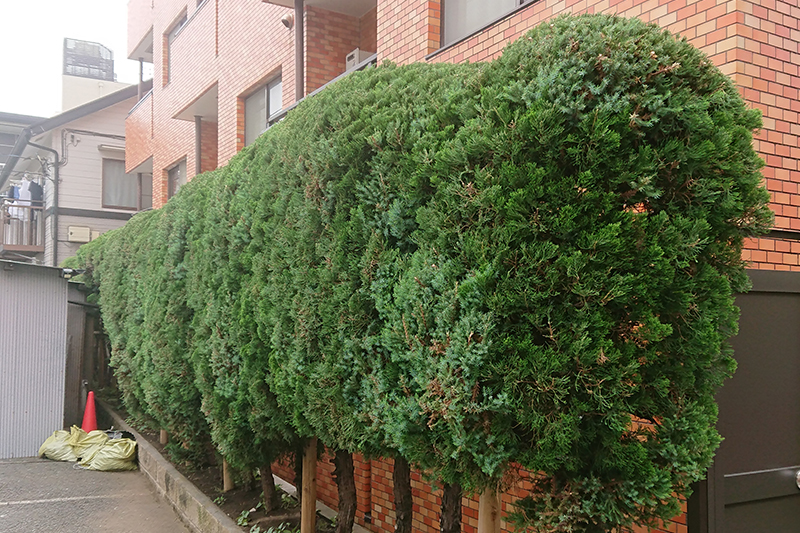 マンションの植栽管理（東京都大田区） 施工後