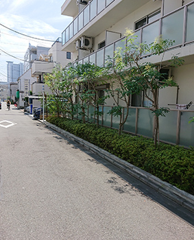 大田区の伐採・抜根 施工事例｜植木屋いぶき苑